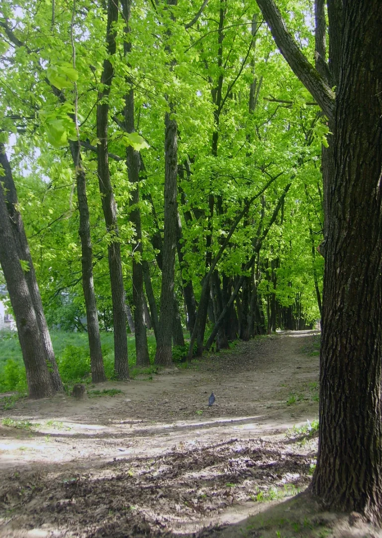 Дубовая аллея